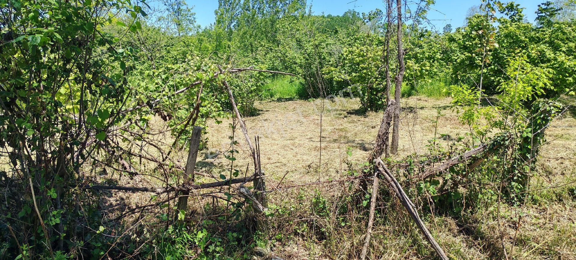 Samsun Terme Sarayköy Kızılcaluda Yol Üzeri Satilik Fındık Bahcesı