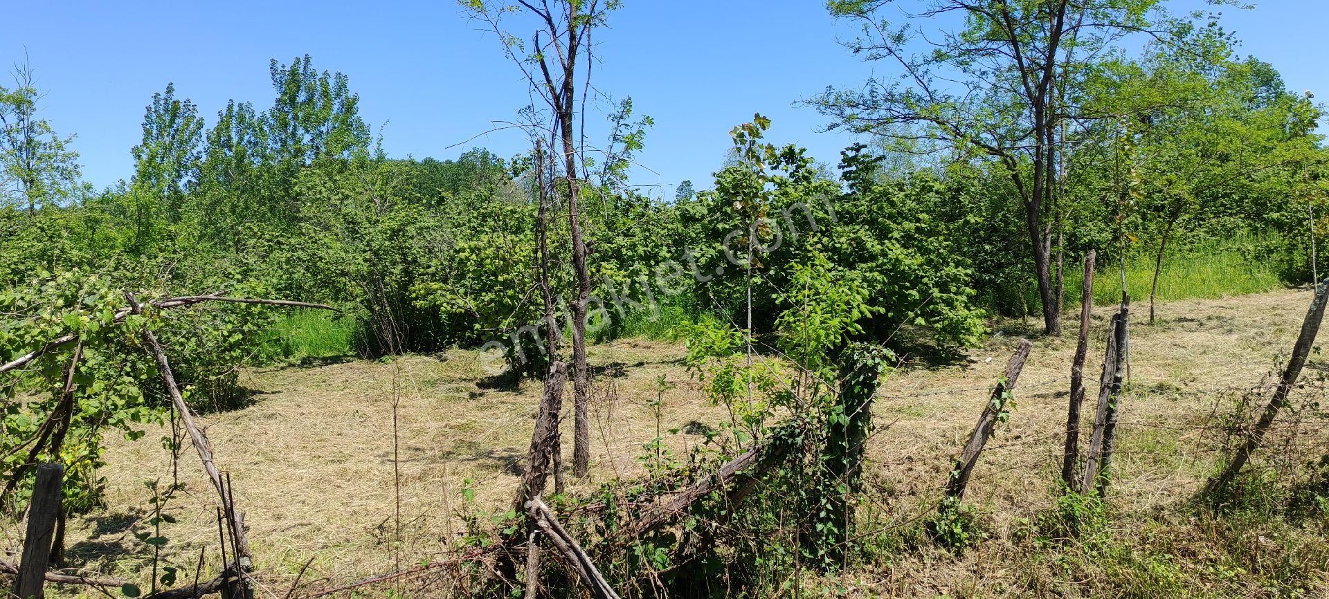 Samsun Terme Sarayköy Kızılcaluda Yol Üzeri Satilik Fındık Bahcesı - Görsel 3