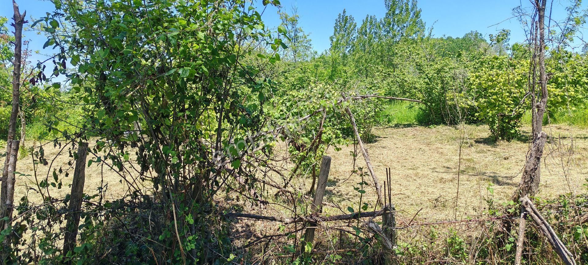 Samsun Terme Sarayköy Kızılcaluda Yol Üzeri Satilik Fındık Bahcesı - Görsel 4
