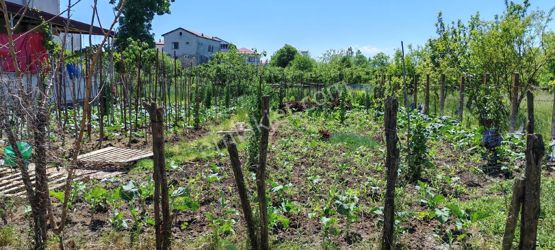Samsun Terme Çay Mah Ünye Caddesine Yakın Satilik 4 Kata İmarlı Parsel - Görsel 4
