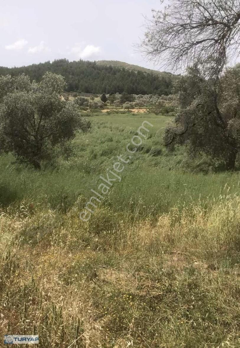 Milas Karapınar Da Satılık Fırsat Arsa.