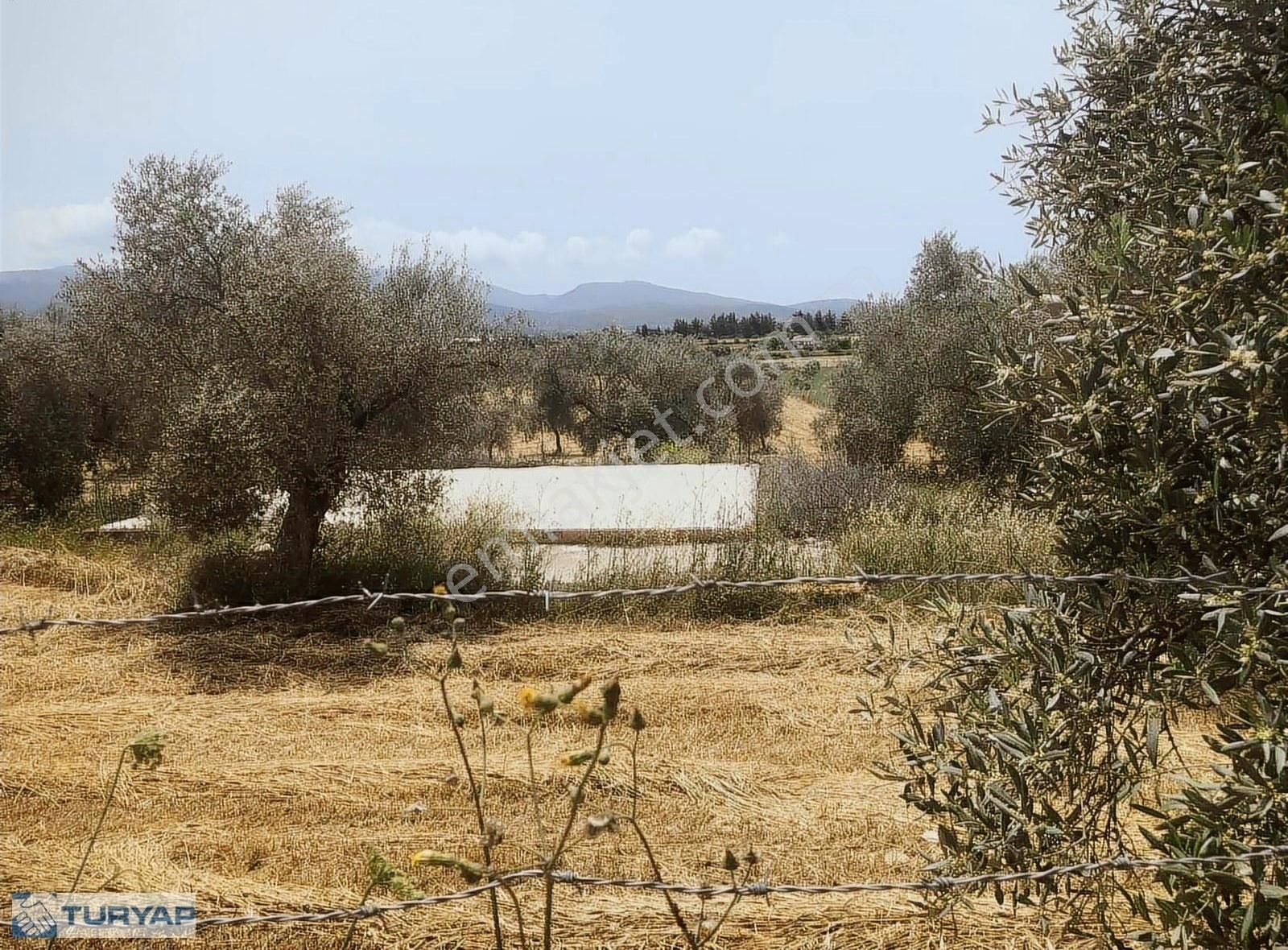 Milas Karapınar Da Satılık Fırsat Arsa.