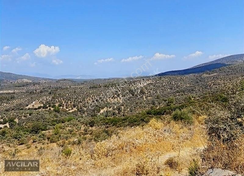 Milas Kuzyaka'da Köy Civarı Yola Sıfır 9,5 Dönüm Tarla