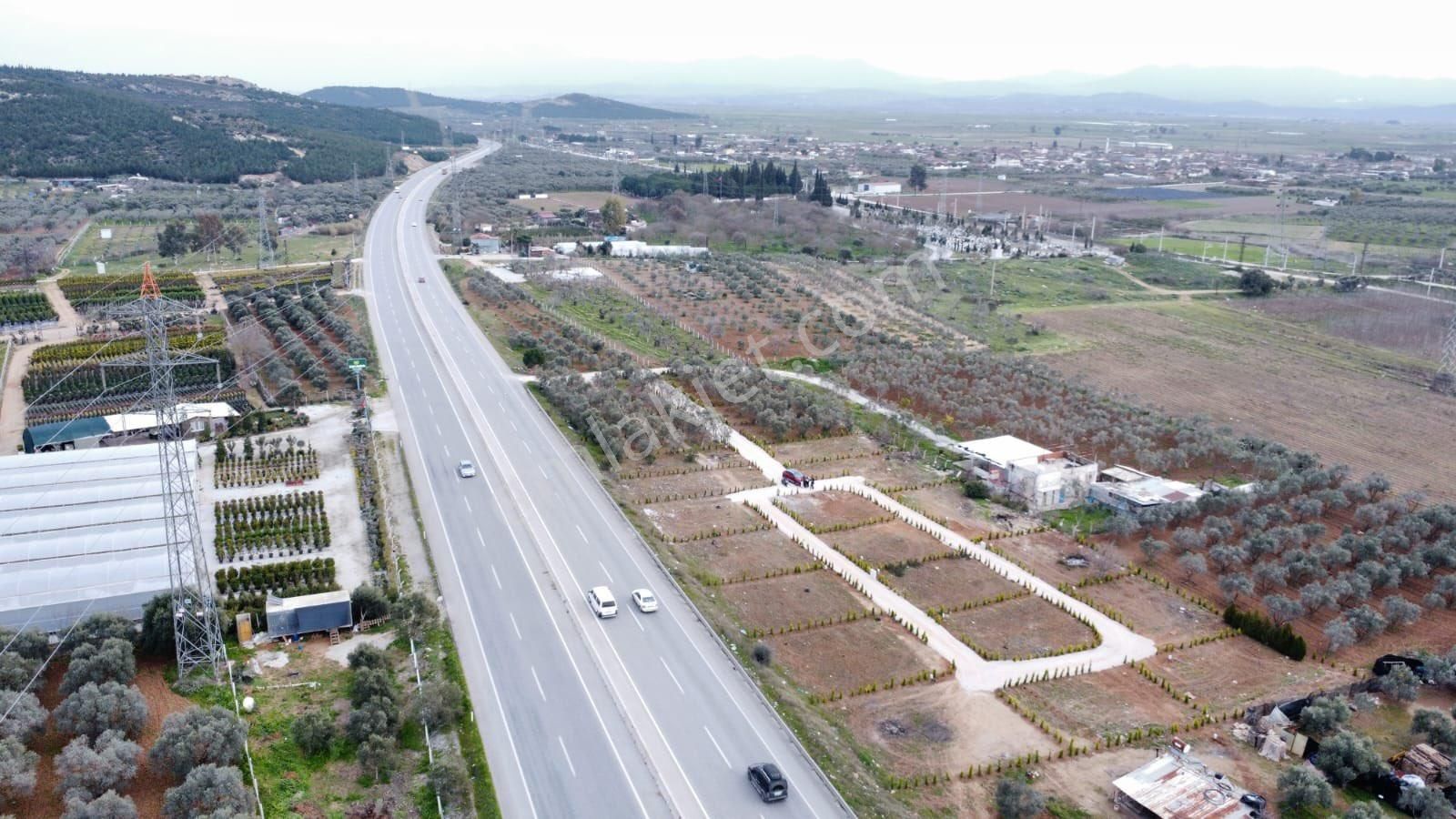 Asfalt Cepheli Satılık Zeytin’lik