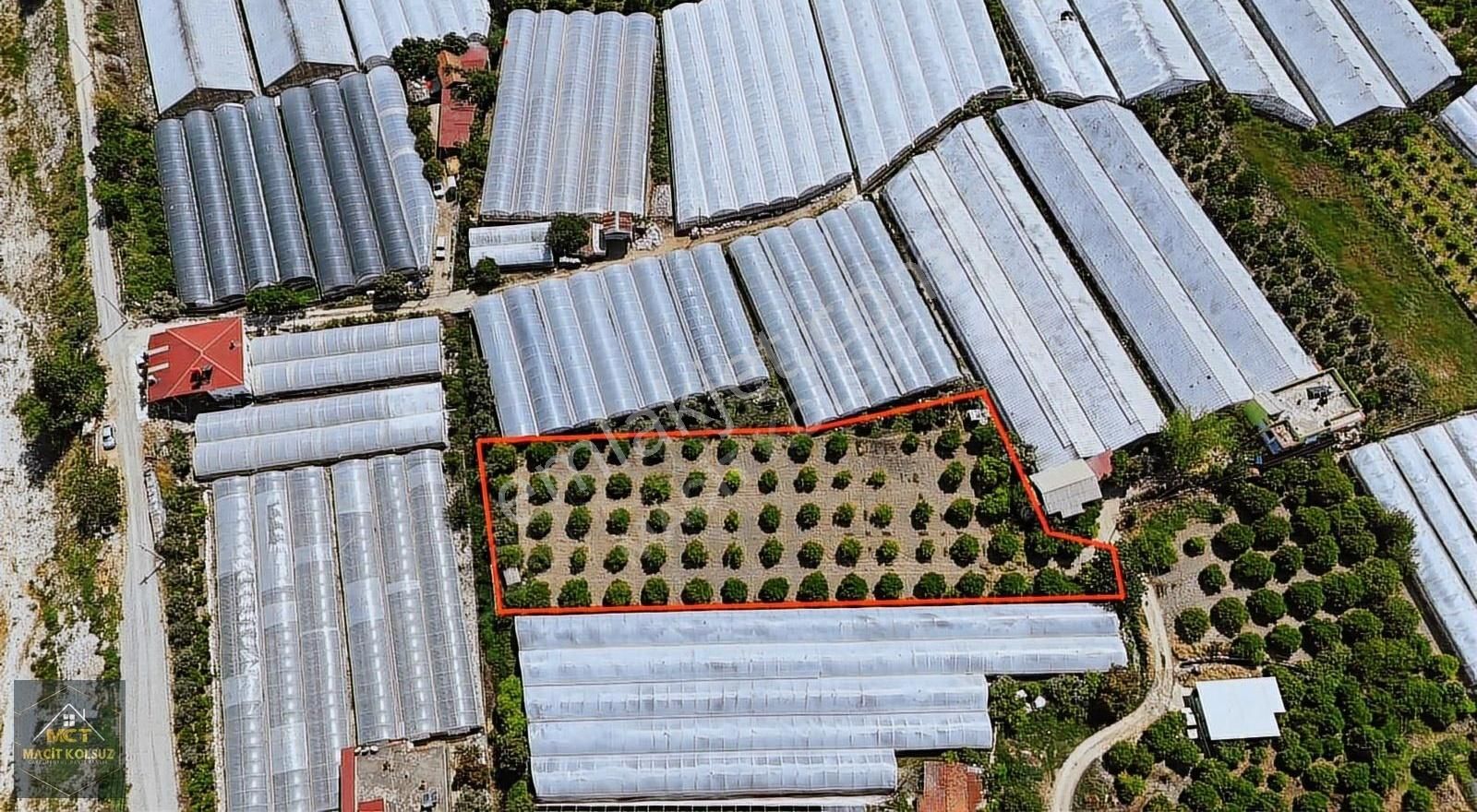Finike Bağyakada Tek Tapu 2.420 M2 Portakal Bahçesi