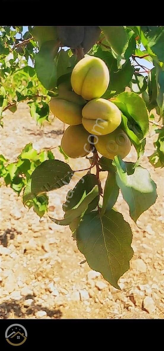 Akcadak Karapınarda 14 Dönüm Satılık Bahçe.