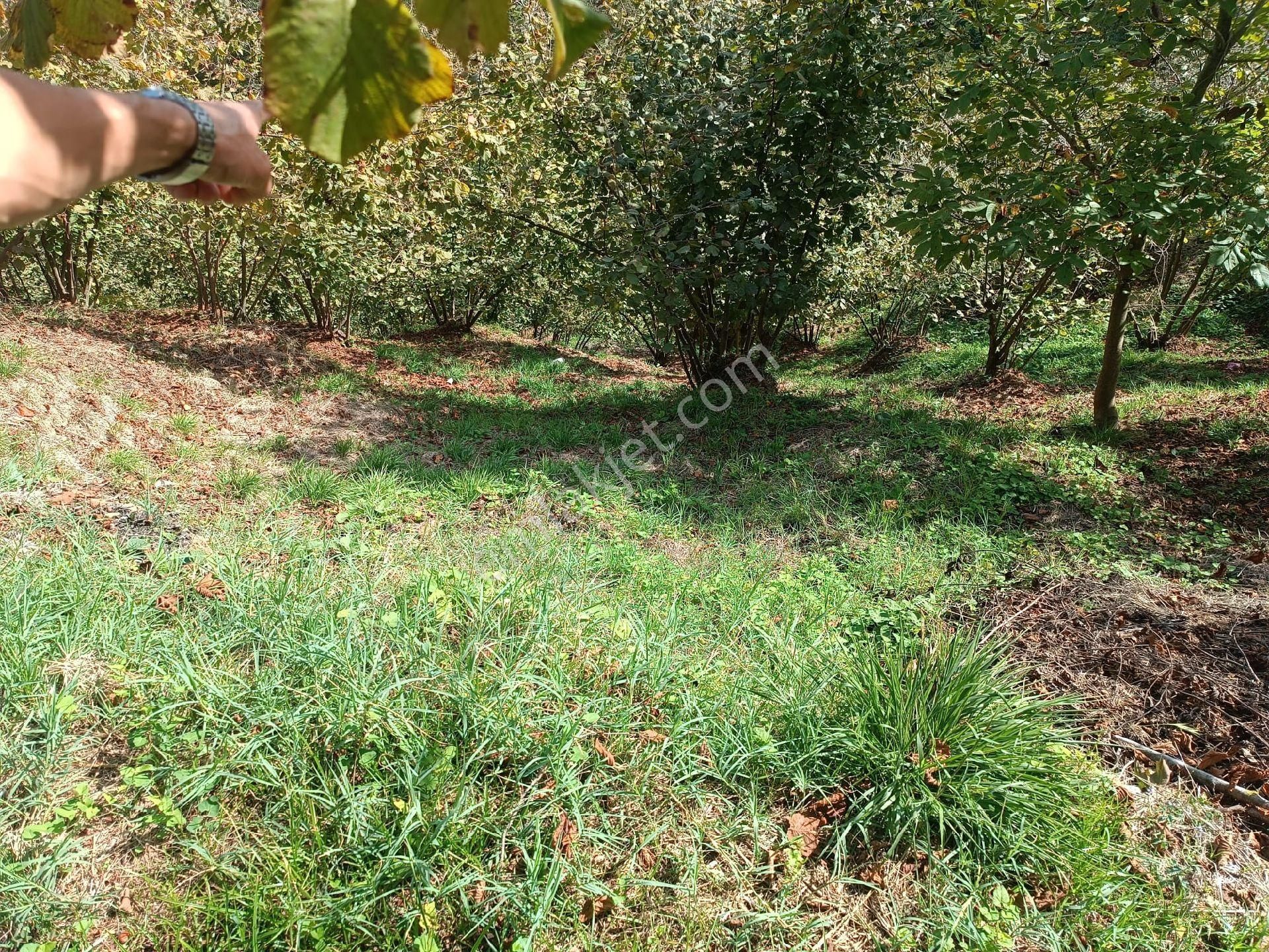 Satılık Fındık Bahçesi