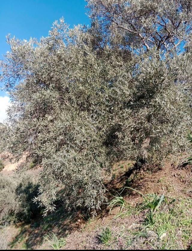Atçada Fırsat Zeytin Bahçesi 2.377 M2 - Görsel 9