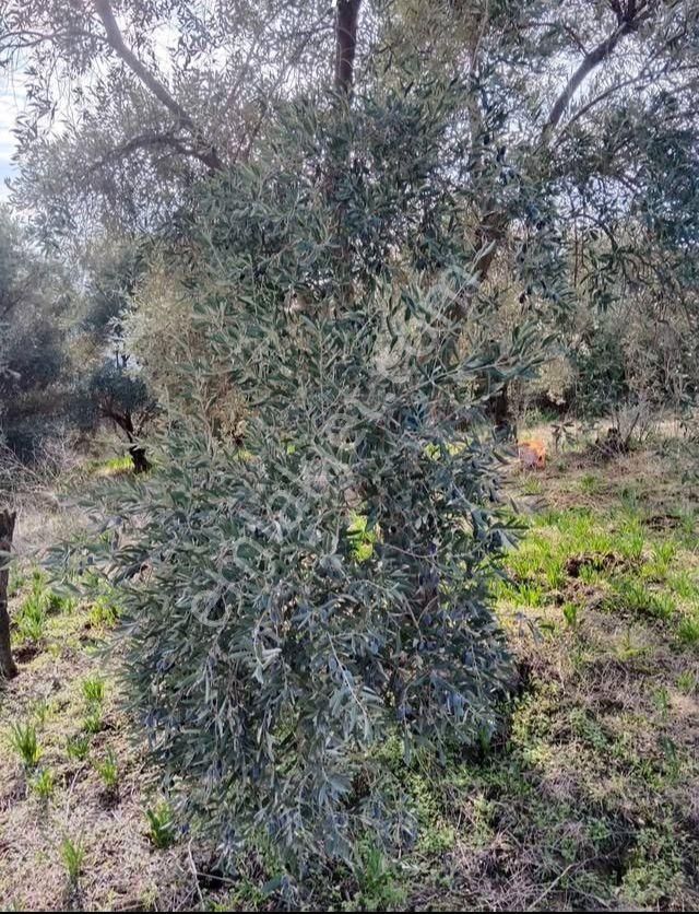 Atçada Fırsat Zeytin Bahçesi 2.377 M2 - Görsel 10