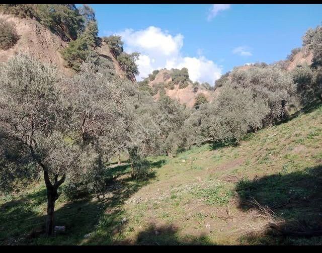 Atçada Fırsat Zeytin Bahçesi 2.377 M2 - Görsel 11