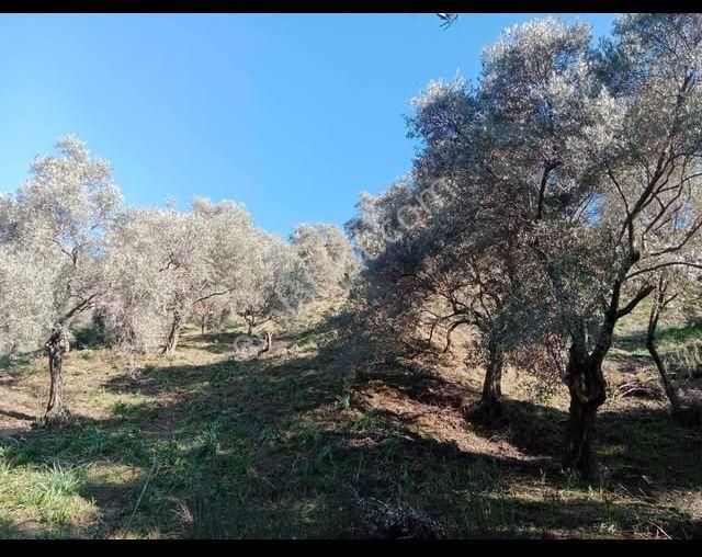 Atçada Fırsat Zeytin Bahçesi 2.377 M2 - Görsel 7