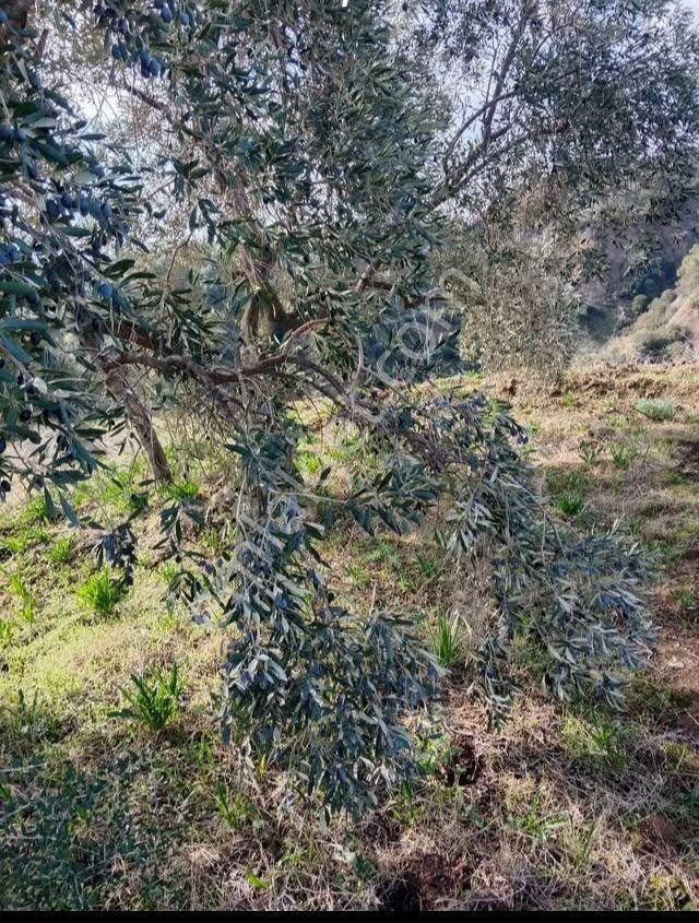 Atçada Fırsat Zeytin Bahçesi 2.377 M2 - Görsel 3