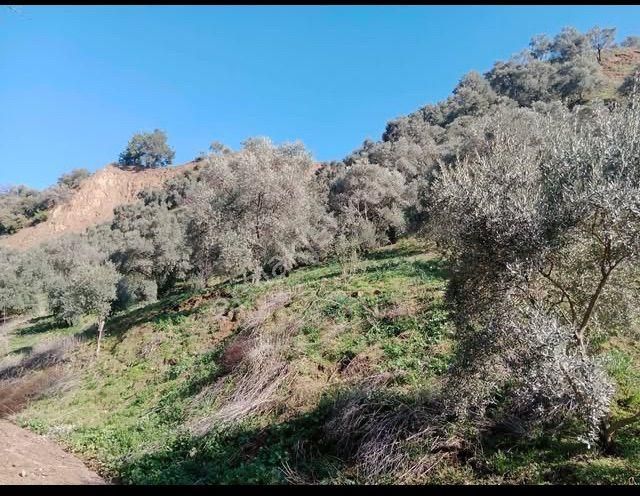 Atçada Fırsat Zeytin Bahçesi 2.377 M2 - Görsel 5