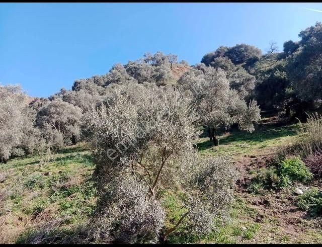 Atçada Fırsat Zeytin Bahçesi 2.377 M2 - Görsel 4