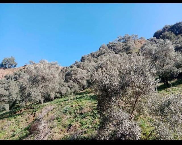 Atçada Fırsat Zeytin Bahçesi 2.377 M2 - Görsel 8