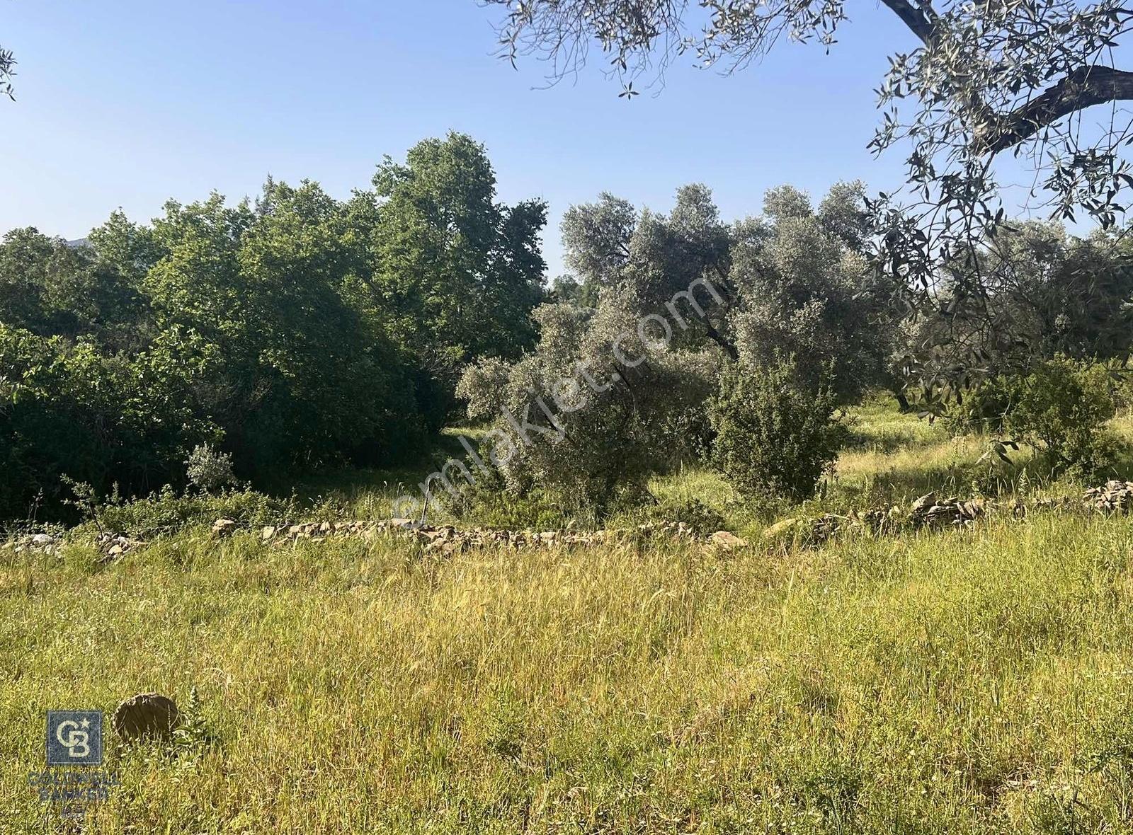 Milas Söğütçük Köyü 280 M2 Yolu Olan Arazimiz Satılıktır. - Görsel 5