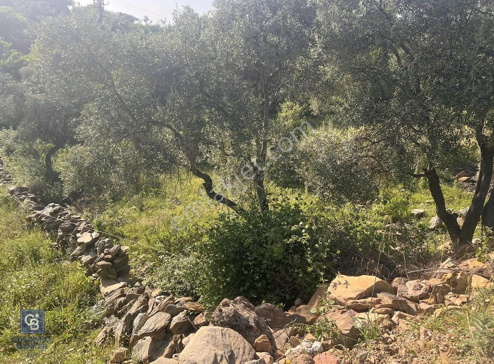 Milas Söğütçük Köyü 280 M2 Yolu Olan Arazimiz Satılıktır. - Görsel 14
