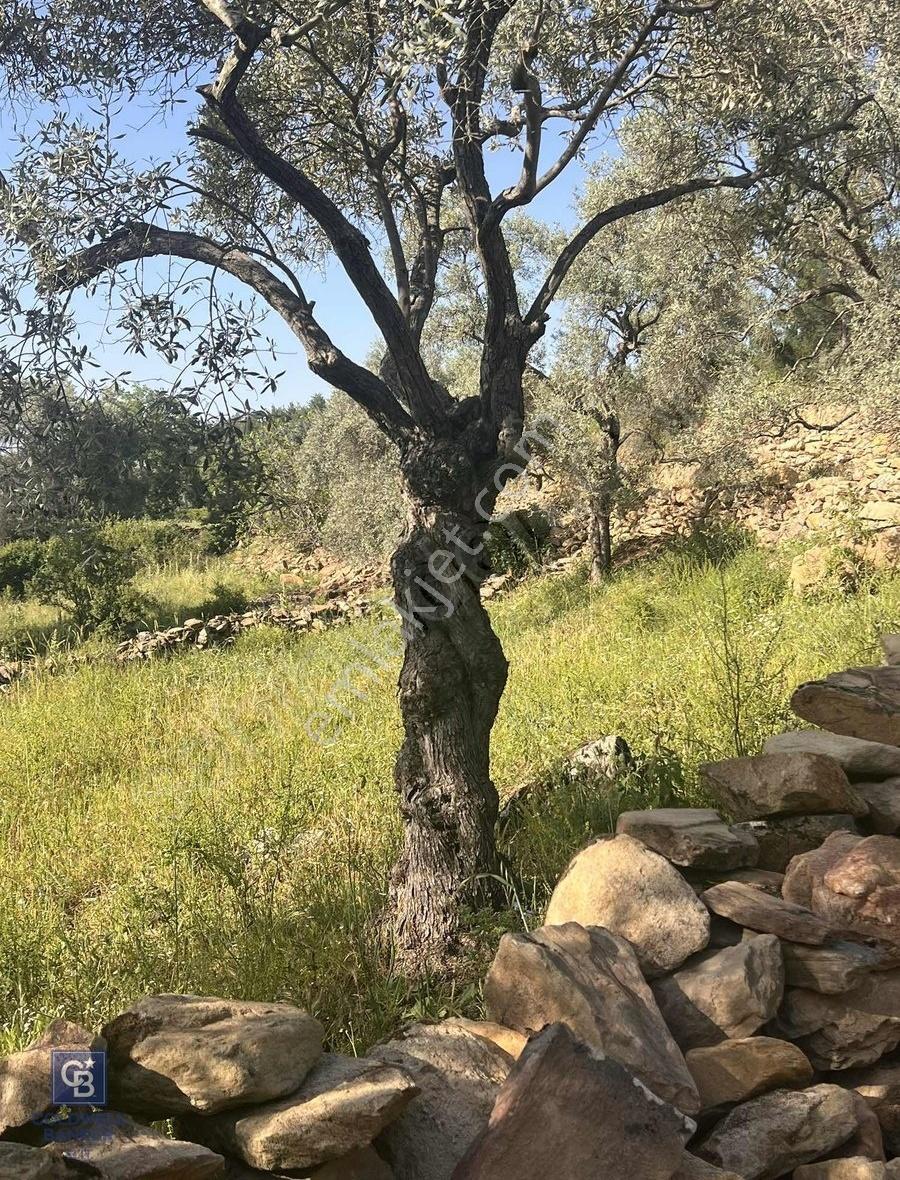 Milas Söğütçük Köyü 280 M2 Yolu Olan Arazimiz Satılıktır. - Görsel 13