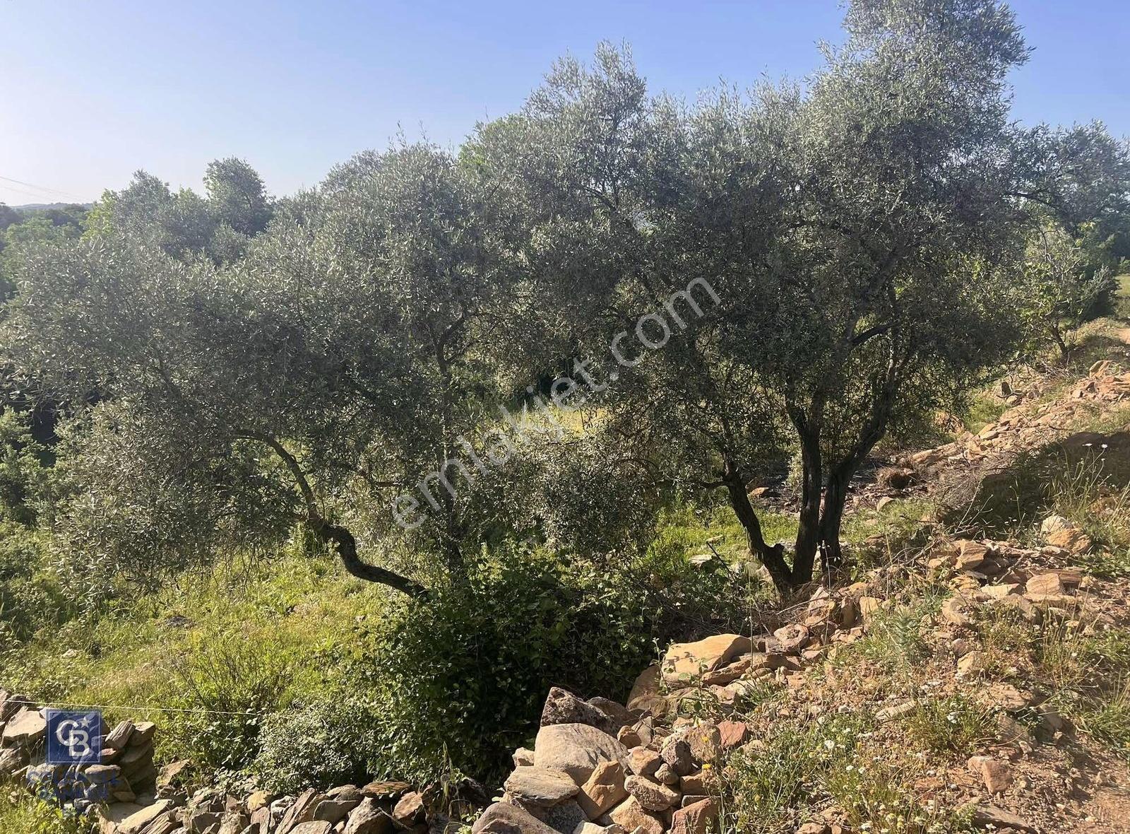 Milas Söğütçük Köyü 280 M2 Yolu Olan Arazimiz Satılıktır. - Görsel 15