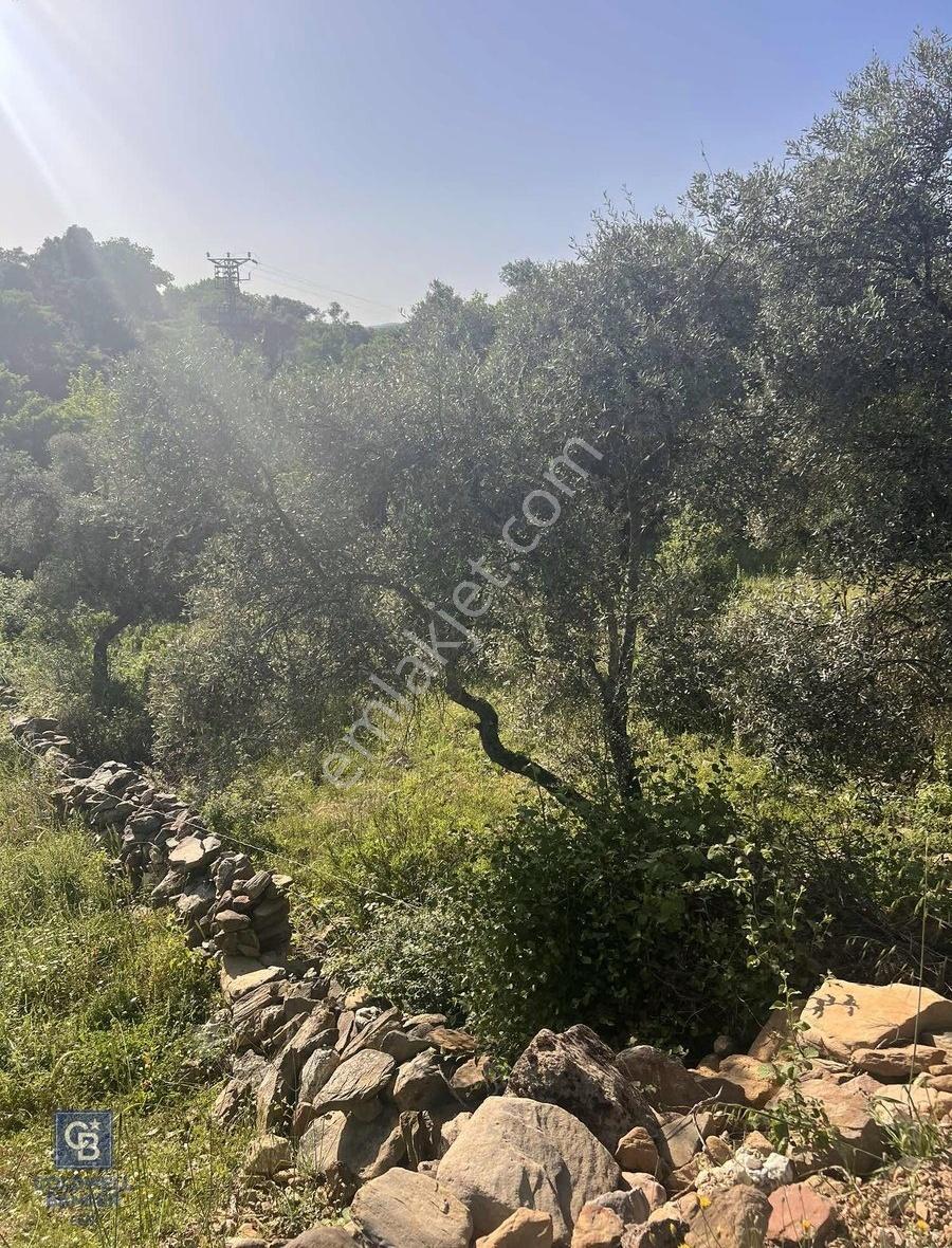Milas Söğütçük Köyü 280 M2 Yolu Olan Arazimiz Satılıktır. - Görsel 12