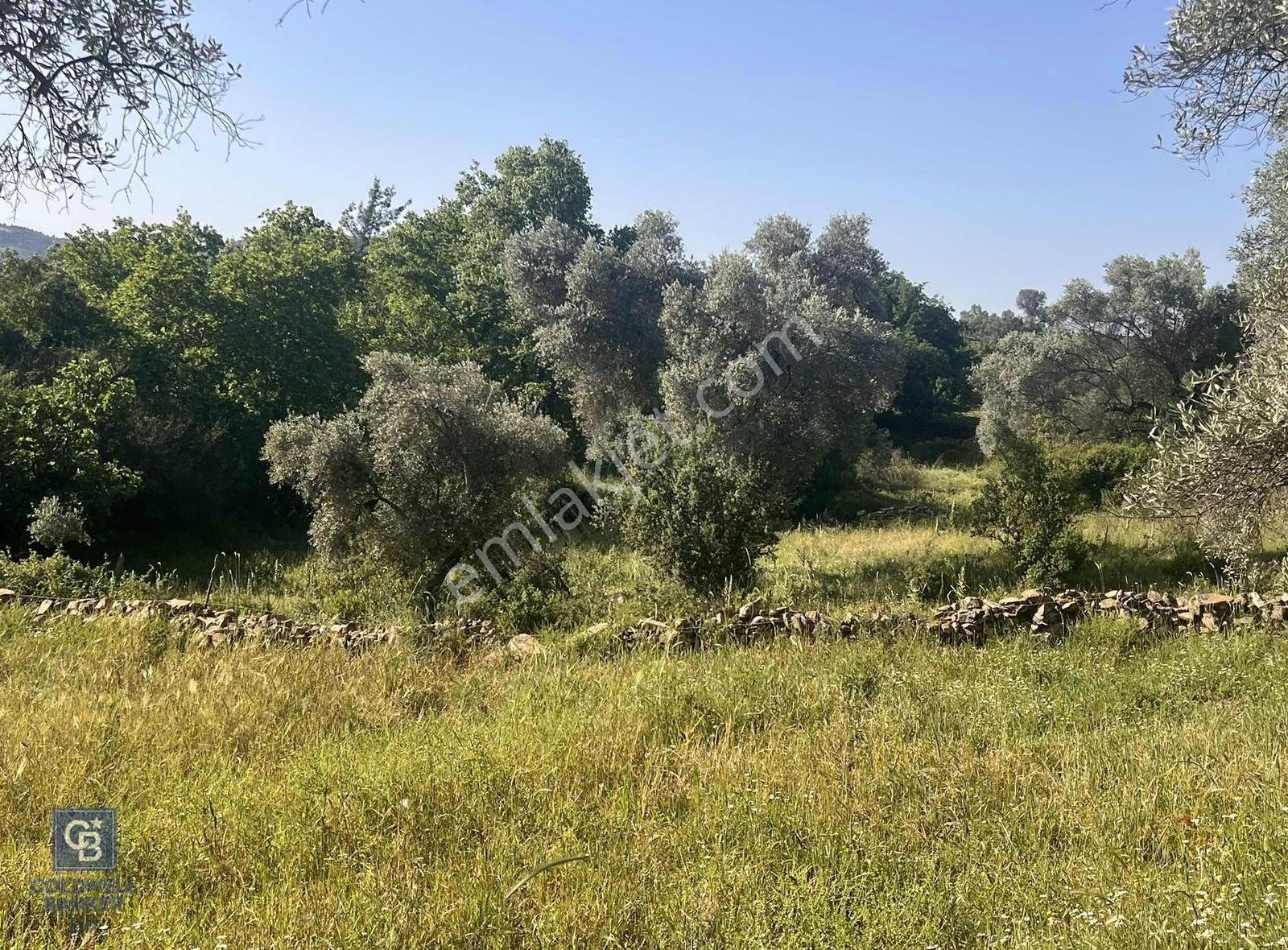 Milas Söğütçük Köyü 280 M2 Yolu Olan Arazimiz Satılıktır. - Görsel 7