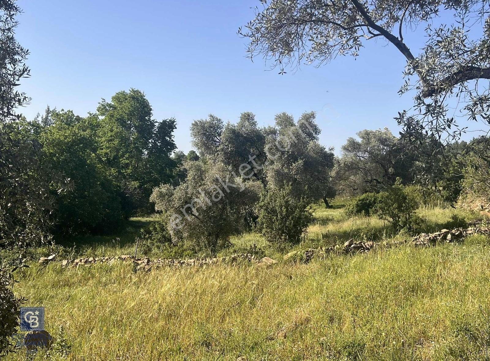 Milas Söğütçük Köyü 280 M2 Yolu Olan Arazimiz Satılıktır. - Görsel 6