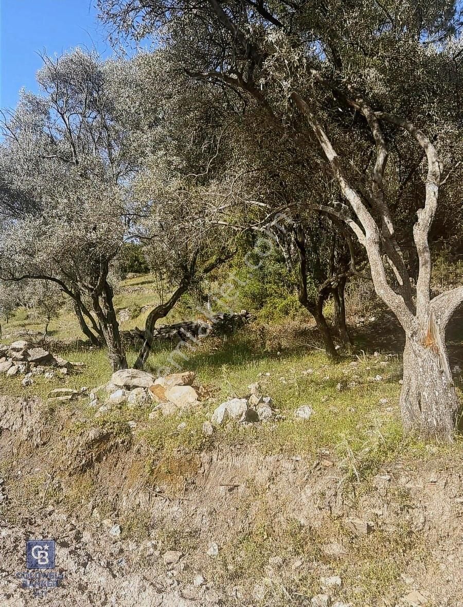 Milas Söğütçük Köyün'de 1616 M2 Arazimiz Satılıktır.
