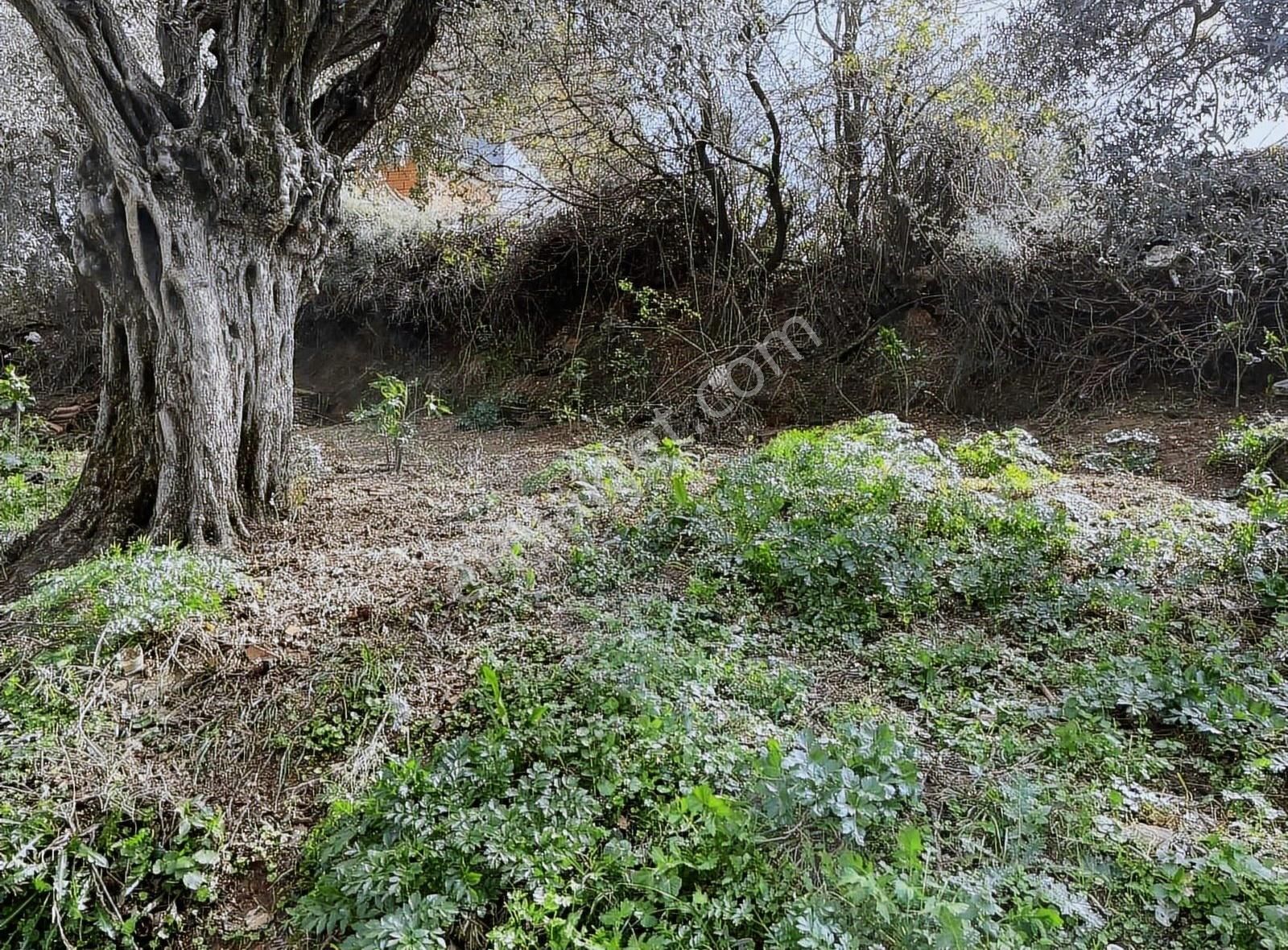 Kemalpaşa Sarılar Köyünde Müstakil Bahçeli Ev - Görsel 5