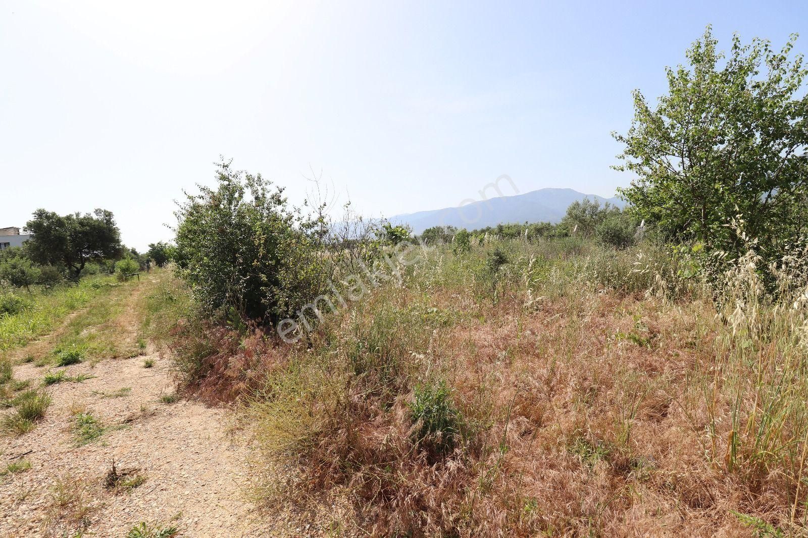 Kemalpaşa Aşağı Kızılca Ova Da Satılık Tek Tapu 1031 M2 Tek Tapu - Görsel 24