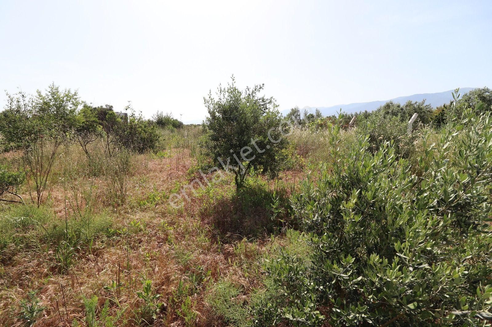 Kemalpaşa Aşağı Kızılca Ova Da Satılık Tek Tapu 1031 M2 Tek Tapu - Görsel 25
