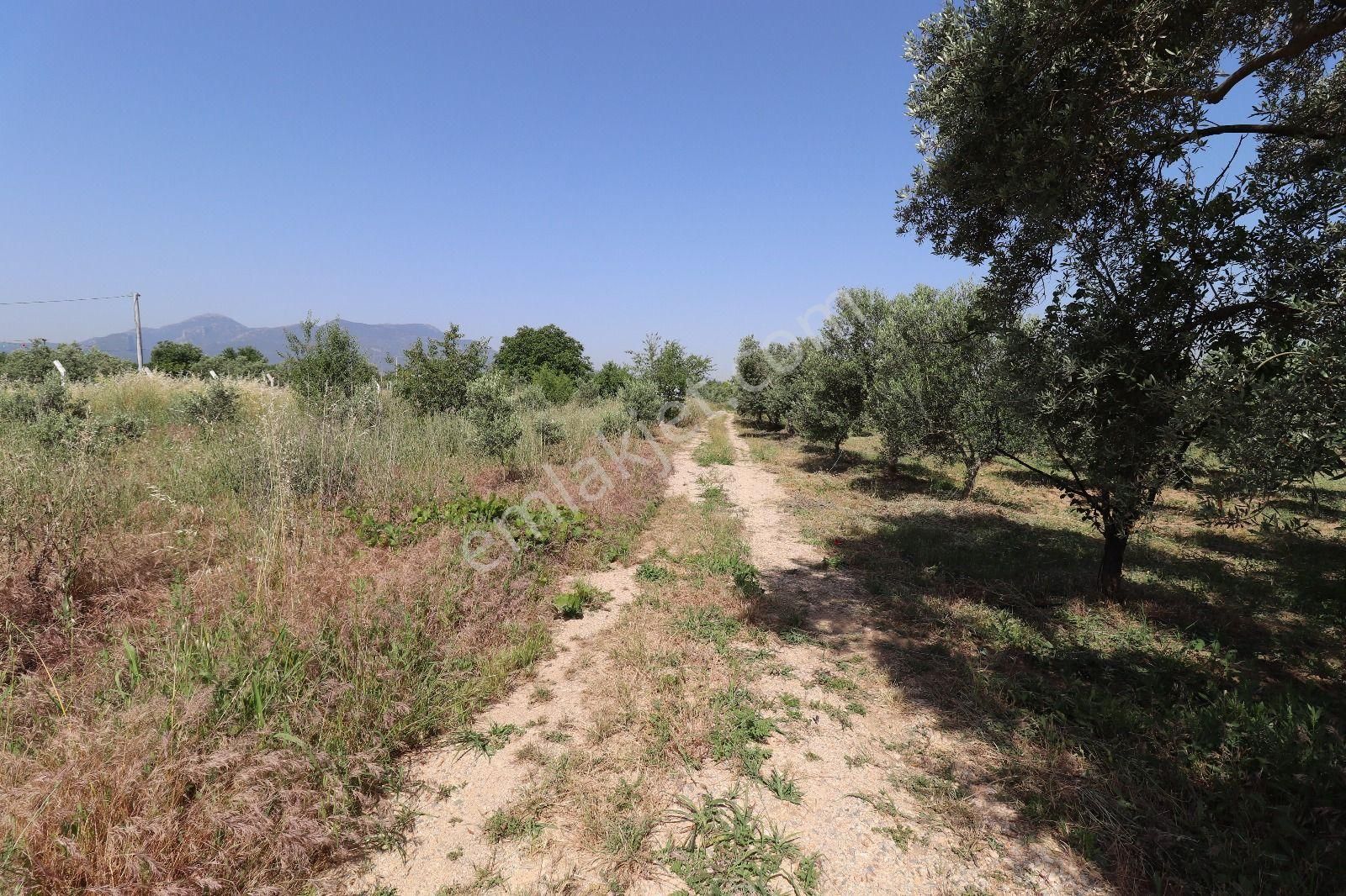 Kemalpaşa Aşağı Kızılca Ova Da Satılık Tek Tapu 1031 M2 Tek Tapu - Görsel 11
