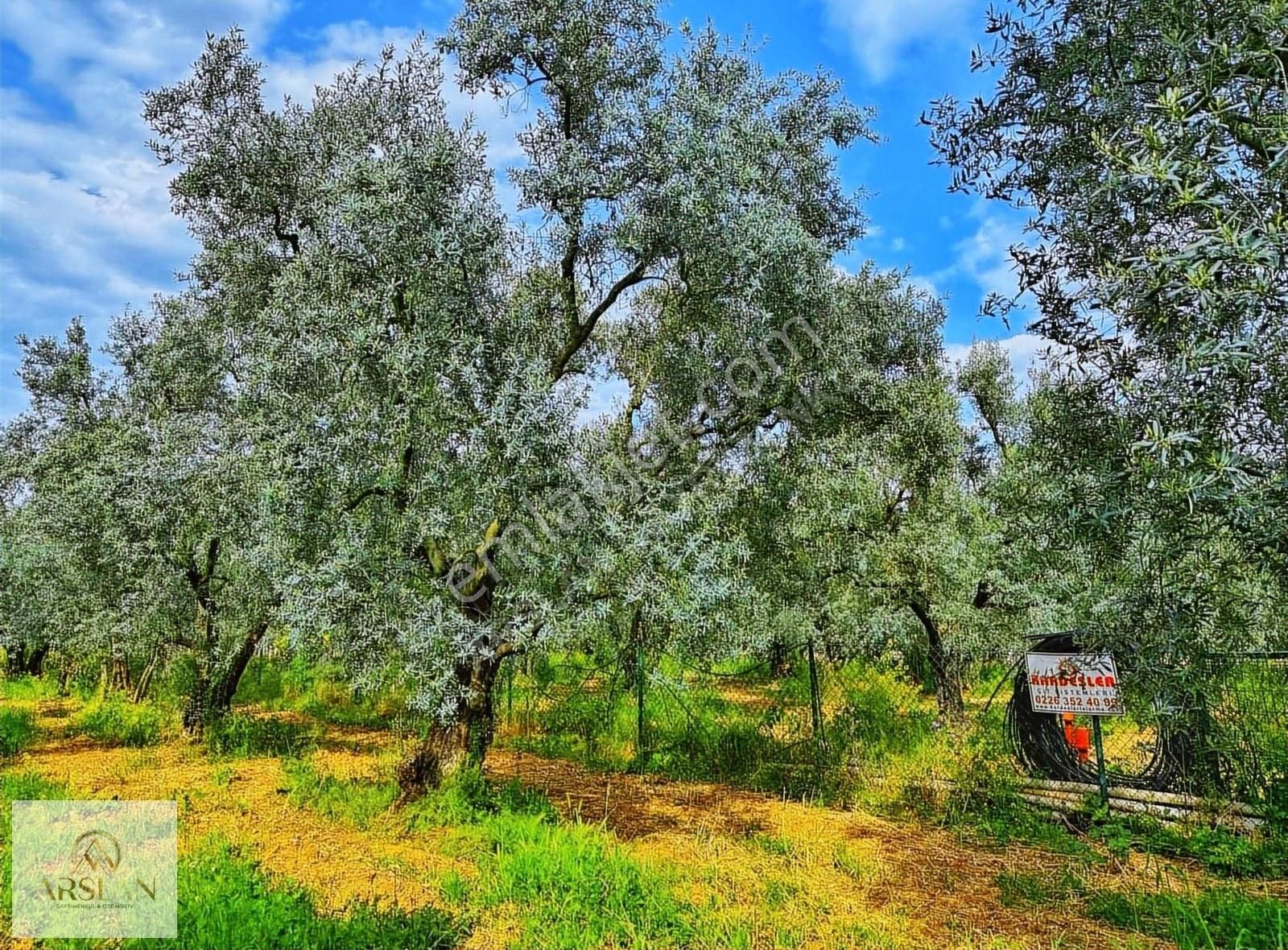 Çakırca Ovasında Asfalta 1 Parsel Zeytinlik!! - Görsel 6