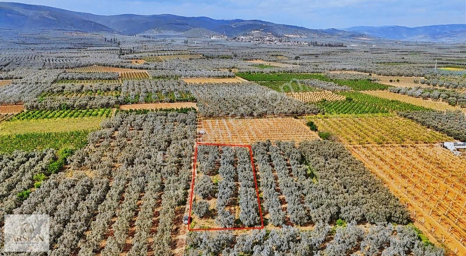 Çakırca Ovasında Asfalta 1 Parsel Zeytinlik!! - Görsel 8