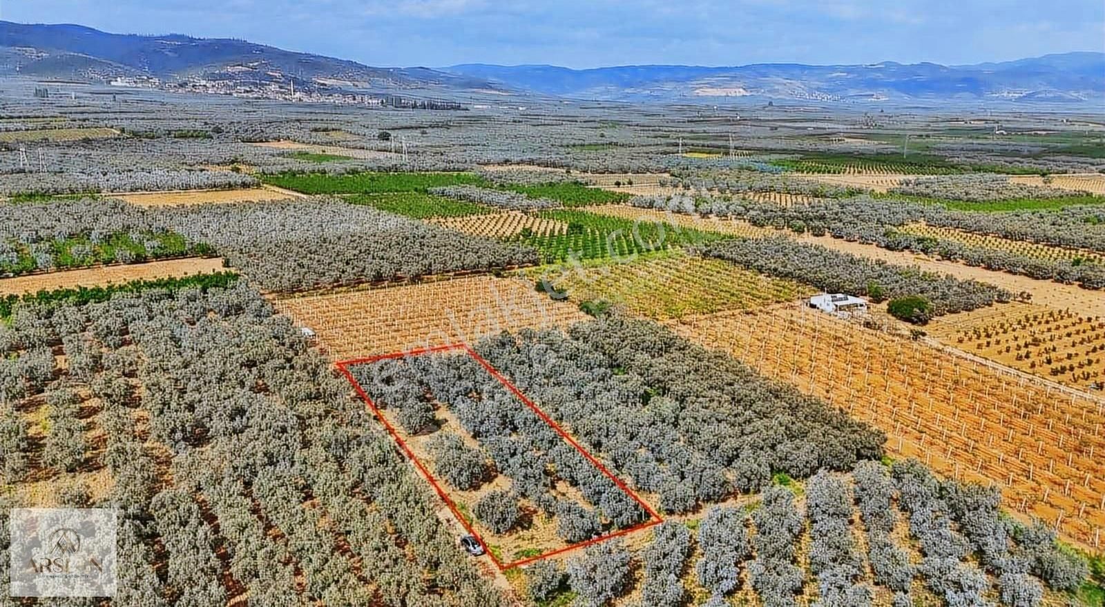 Çakırca Ovasında Asfalta 1 Parsel Zeytinlik!! - Görsel 13