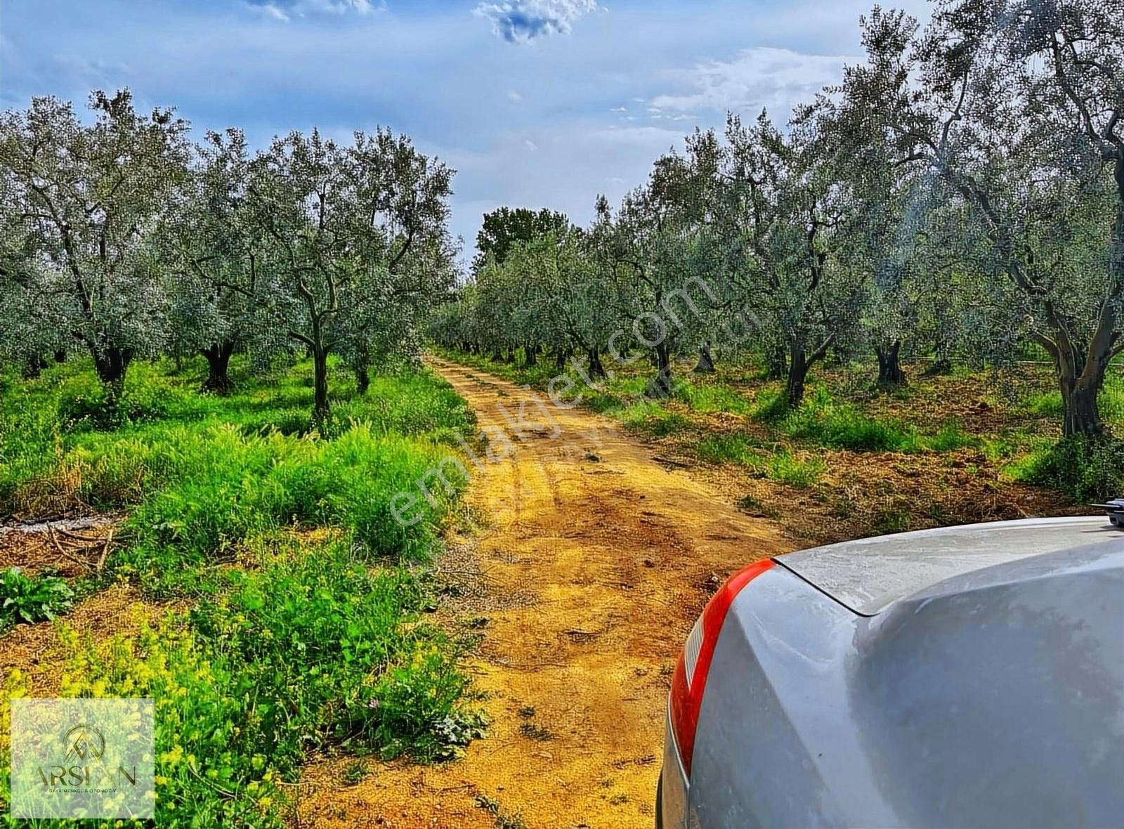 Çakırca Ovasında Asfalta 1 Parsel Zeytinlik!! - Görsel 9