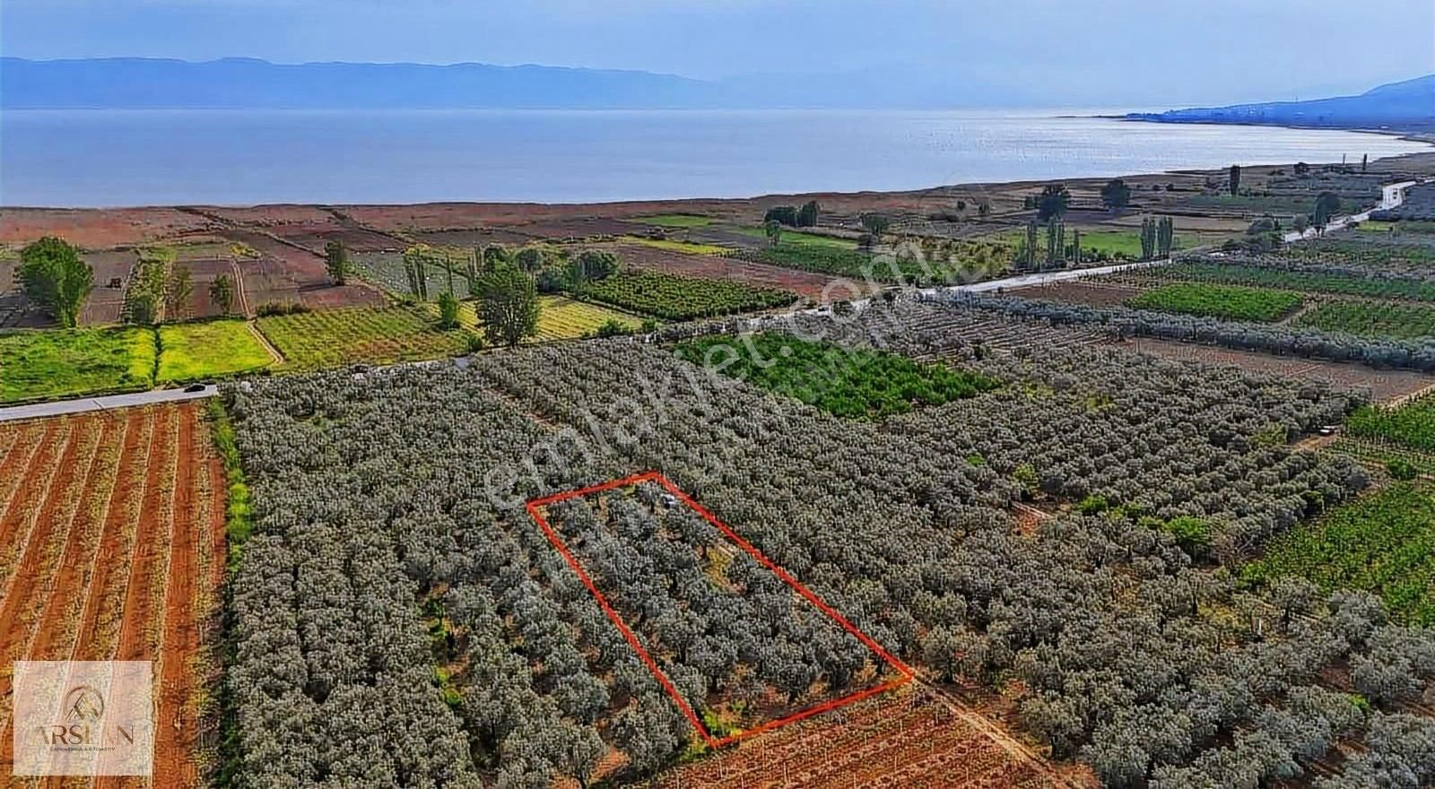 Çakırca Ovasında Asfalta 1 Parsel Zeytinlik!! - Görsel 2