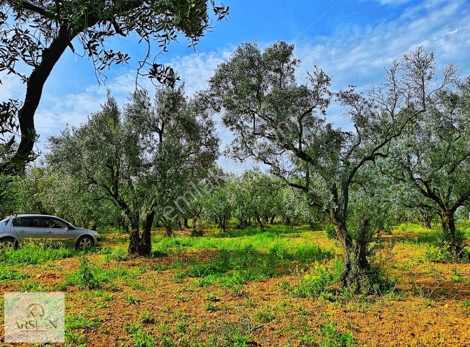Çakırca Ovasında Asfalta 1 Parsel Zeytinlik!! - Görsel 4