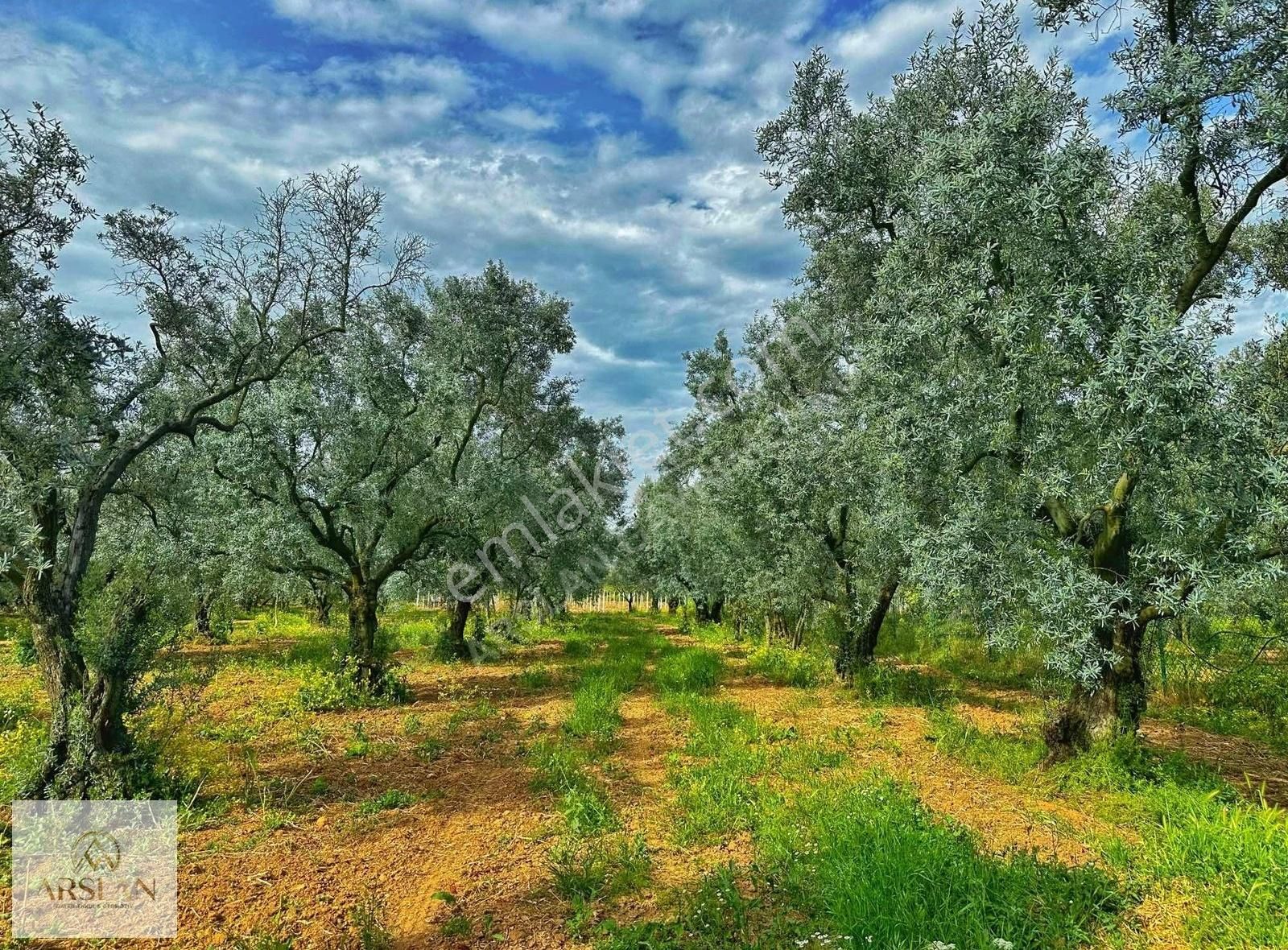 Çakırca Ovasında Asfalta 1 Parsel Zeytinlik!! - Görsel 3