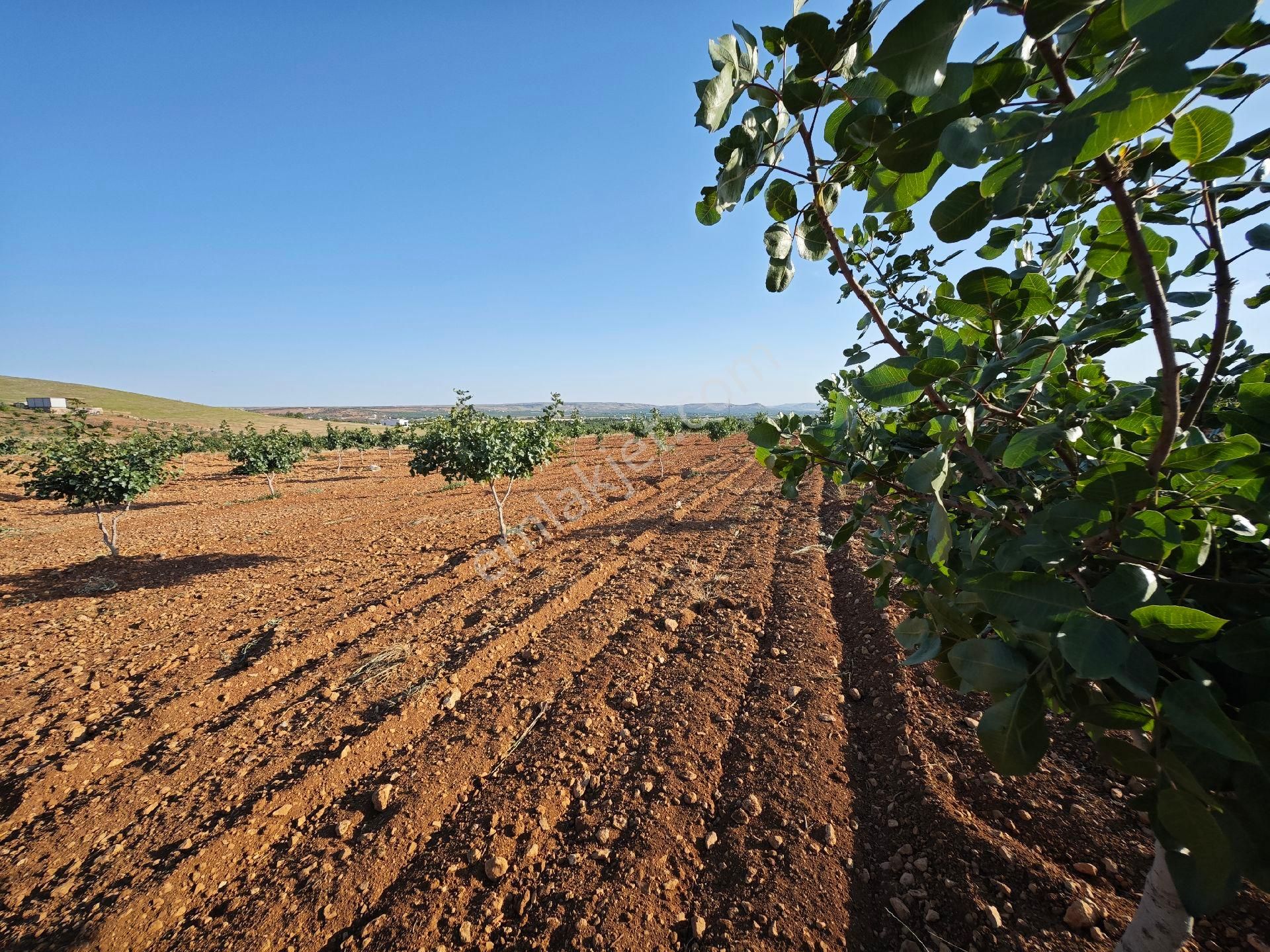 Şeyhzeliha Mahallesi'nde Satılık Zeytinlik Ve Fıstıklık