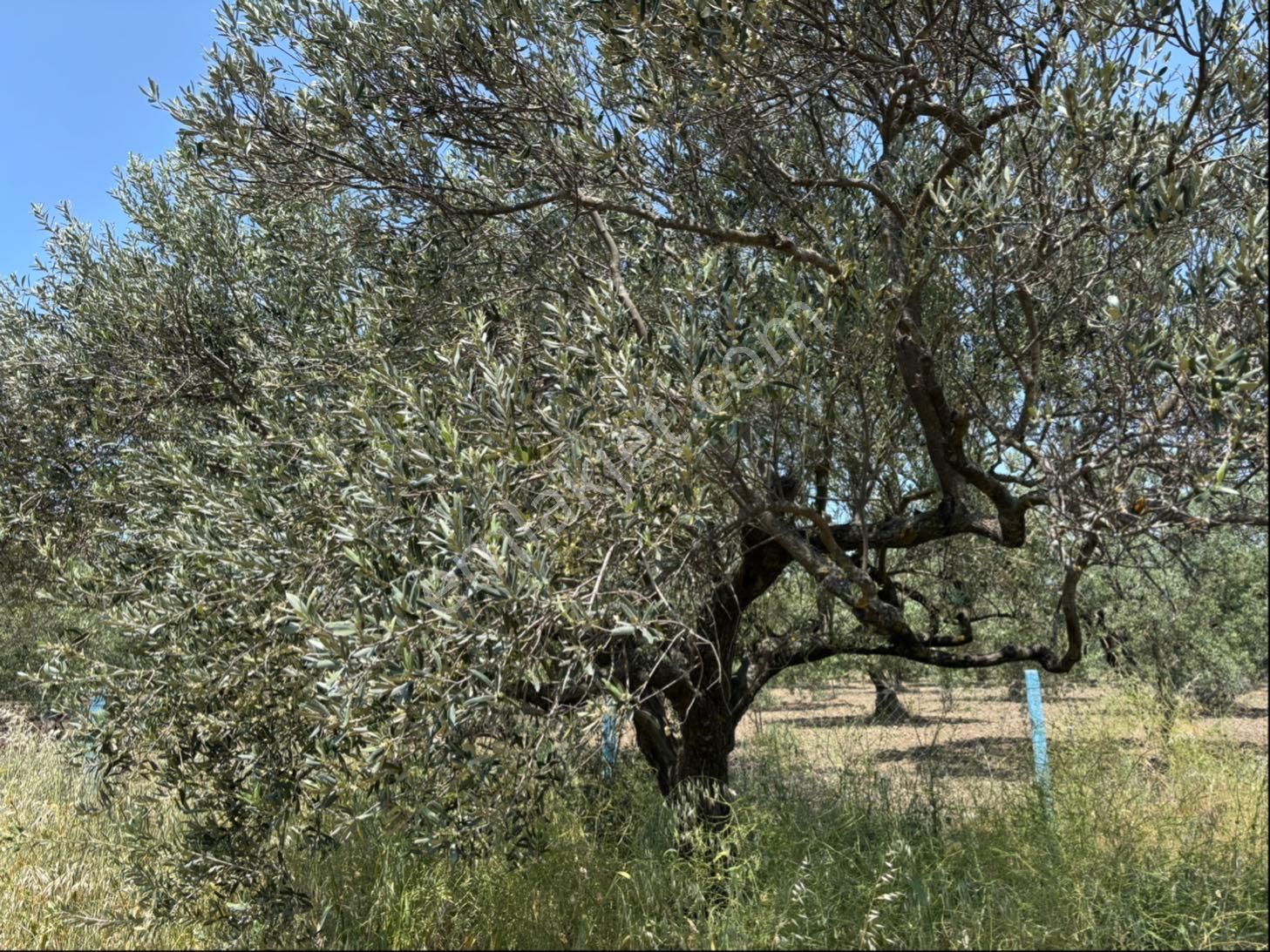 Bahadır Şimşirli’den Hamidiye Mah.satılık 895 M2 Hobi Bahçesi