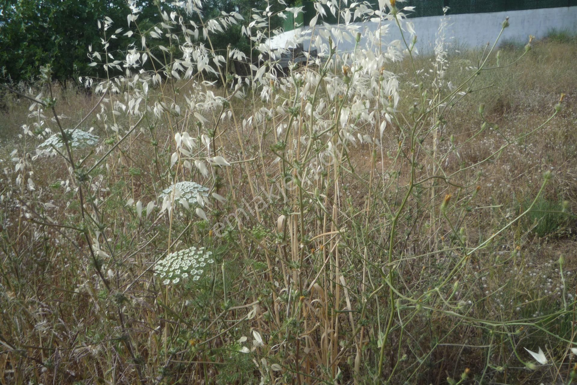 İzmir Torbalı Gold Emlaktan Satılık Konut İmarlı Arsa - Görsel 7