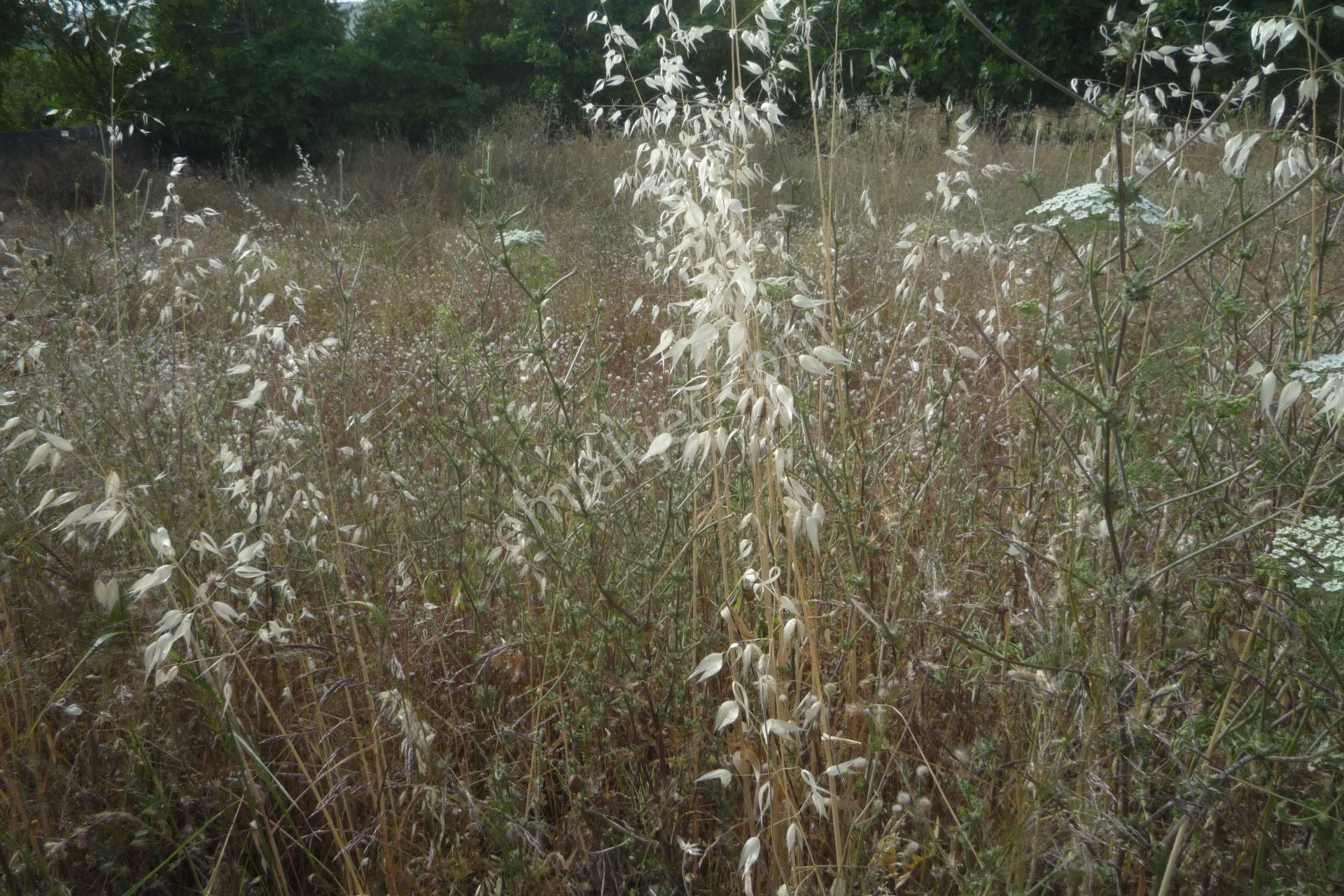 İzmir Torbalı Gold Emlaktan Satılık Konut İmarlı Arsa - Görsel 8