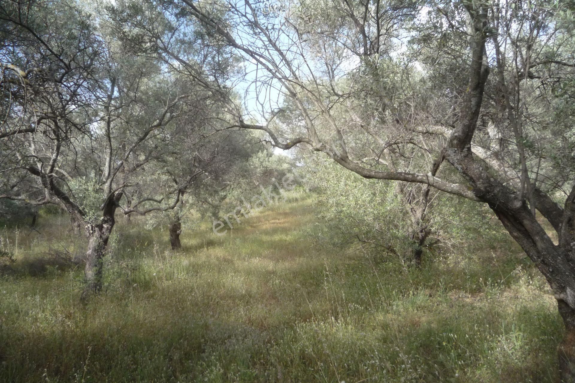İzmir Torbalı Gold Emlaktan Satılık Zeytin Bahçesi - Görsel 3