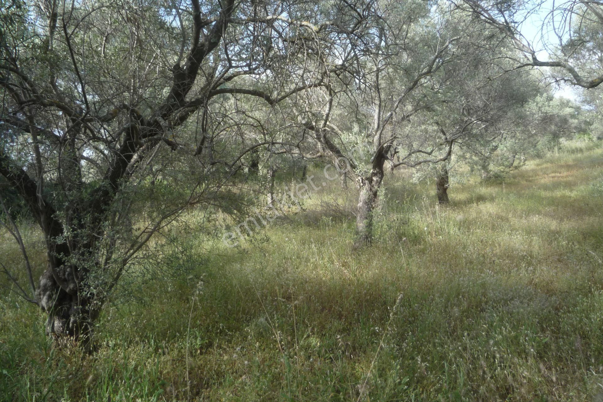 İzmir Torbalı Gold Emlaktan Satılık Zeytin Bahçesi - Görsel 4
