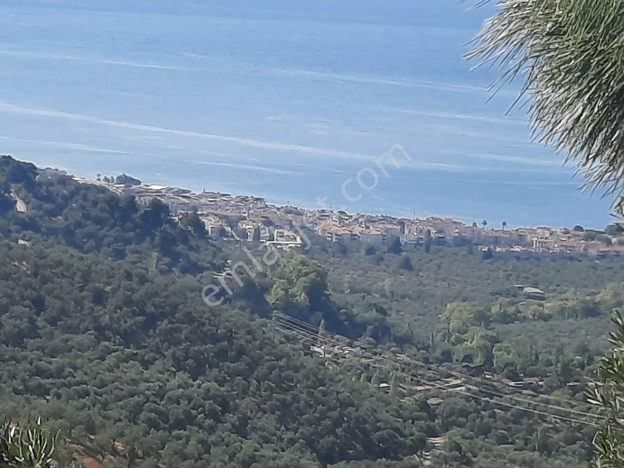 Balıkesir Edremit Altınoluk "da Satılık Deniz Manzaralı 178.008m2 Harika Zeytinlik