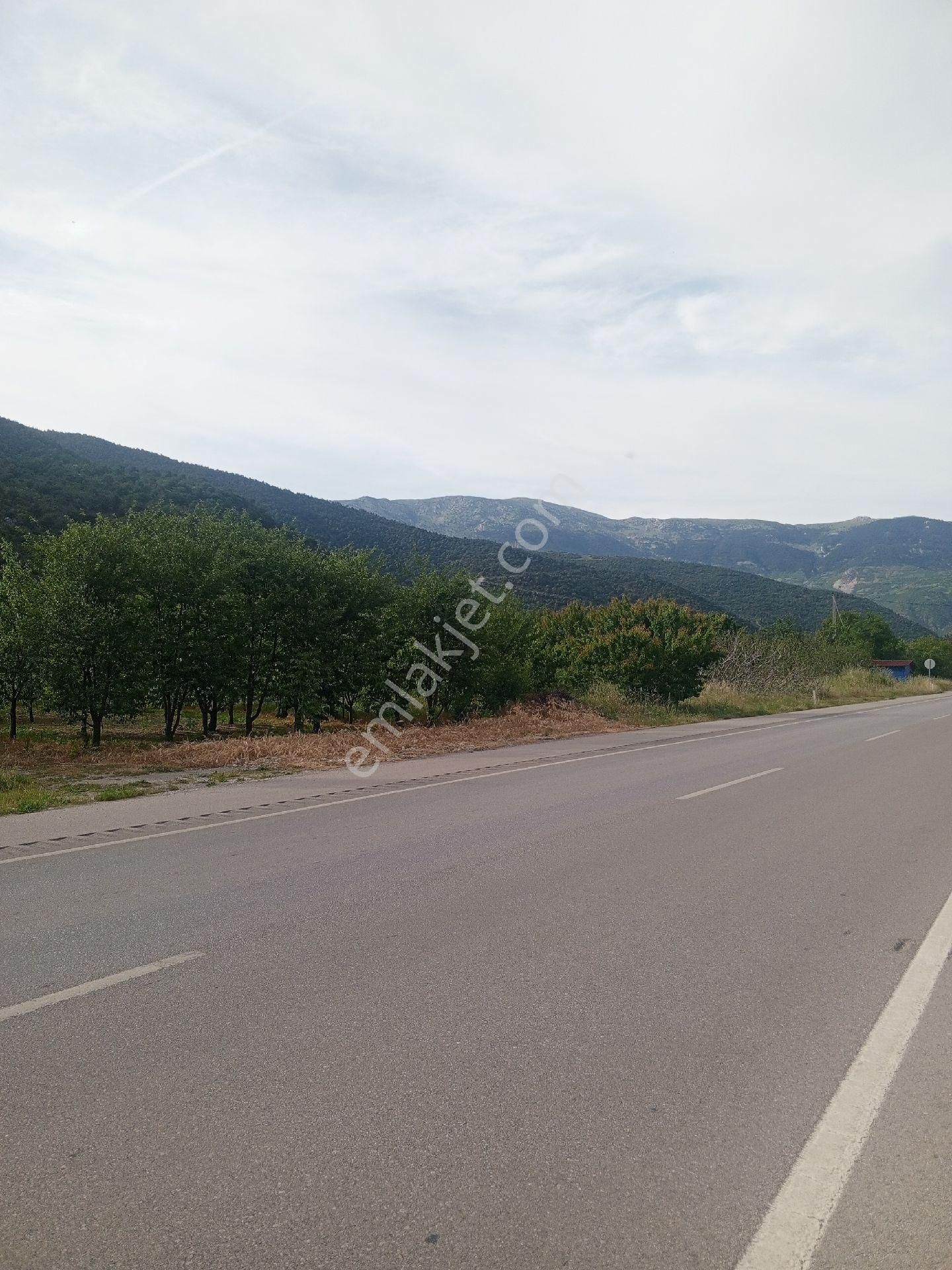 Ana Yol Kenarı