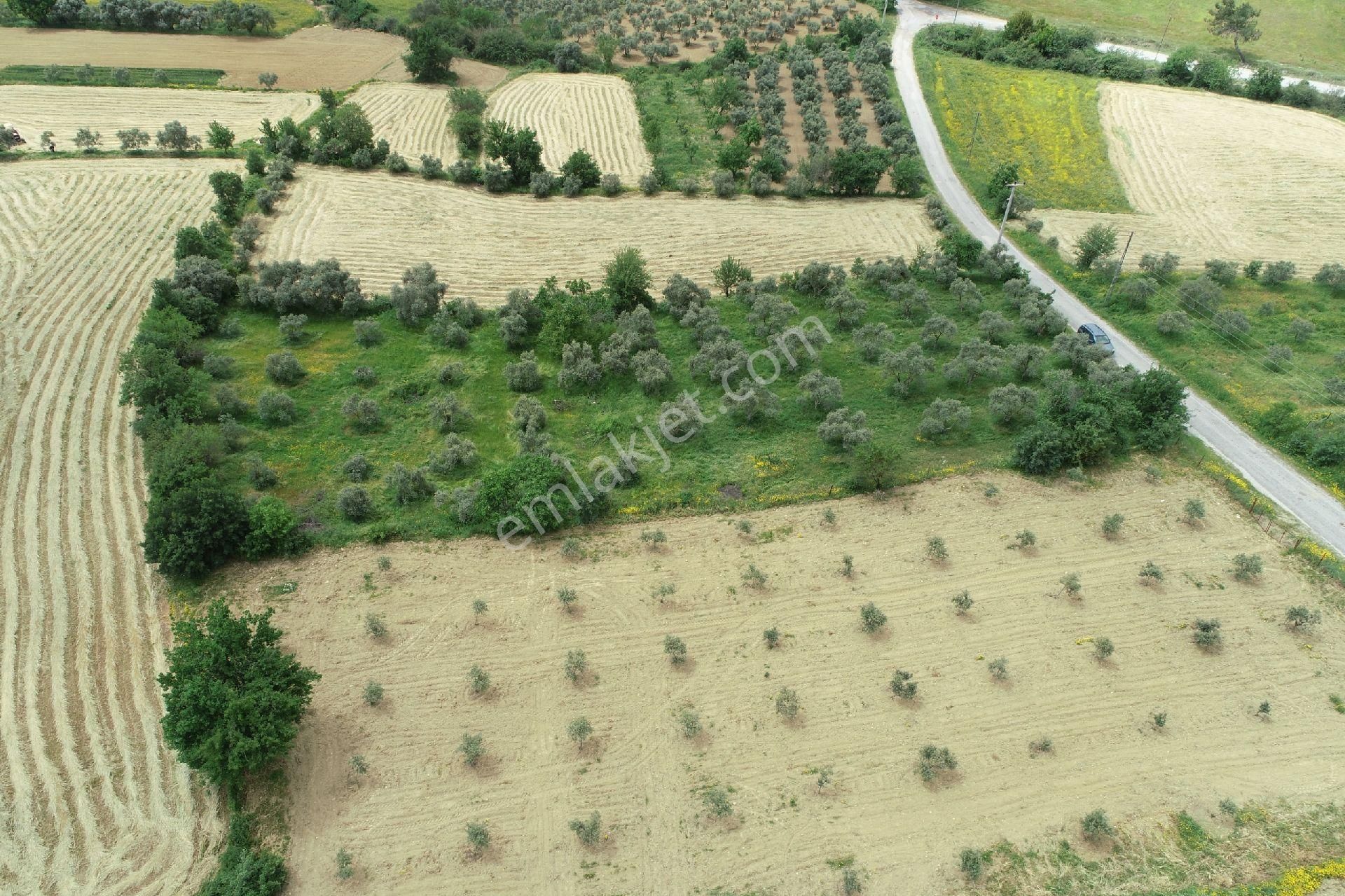 Geveneste Satılık Zeytinli Tarla