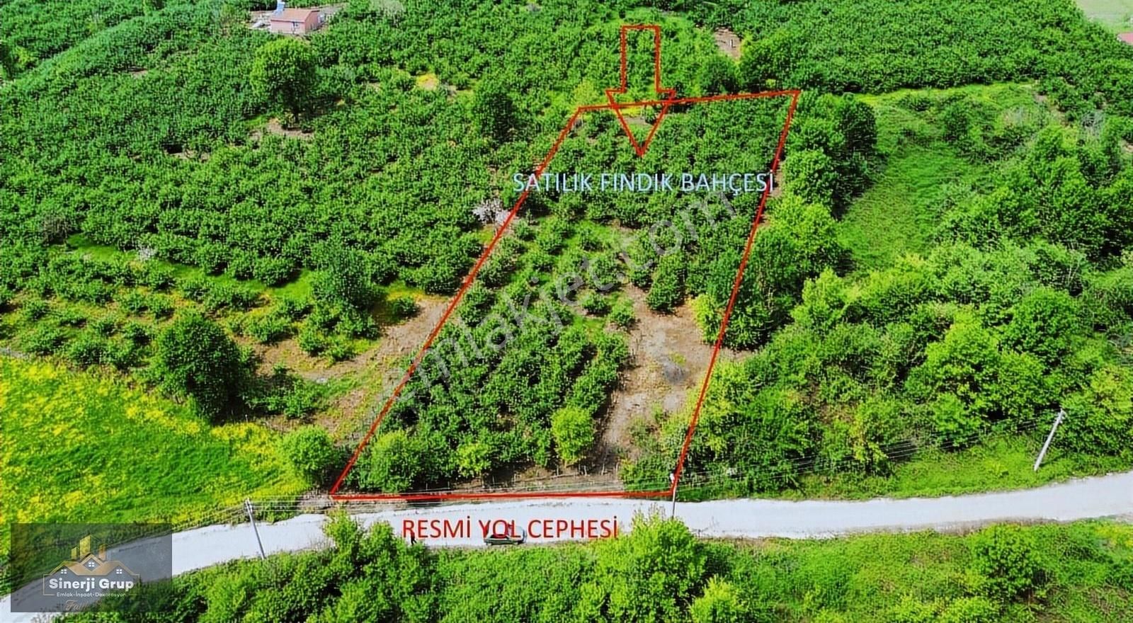 Sinerji Grup'tan Martinlerde 2.027 Metrekare Fındık Tarlası