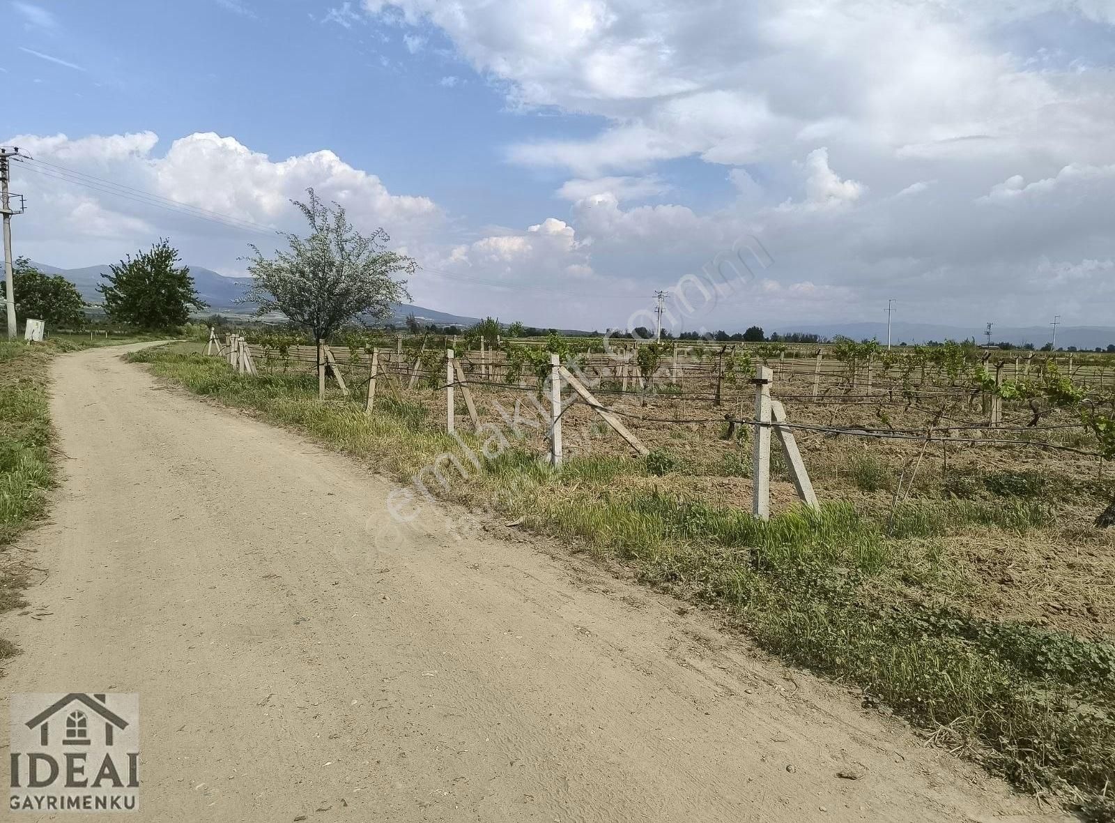 Manisa Hacı Haliller Koye Yakin 5.000m2 Direkli Bağ 2.250.000tl