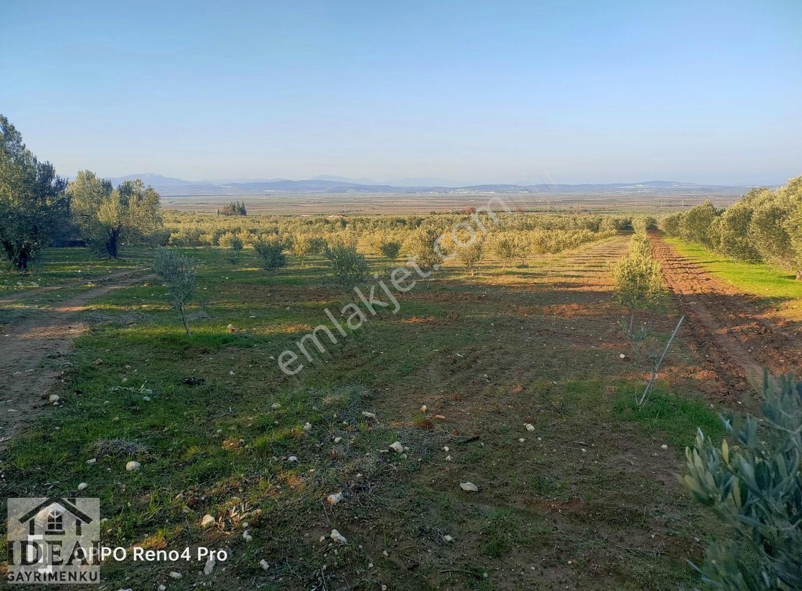 Manisa Saruhanlı Halitpaşa Ana Cadde Üzeri 14.450 M2 Zeytinlik - Görsel 30